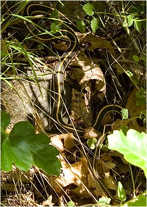Snake in poison oak - South Yuba Trail
