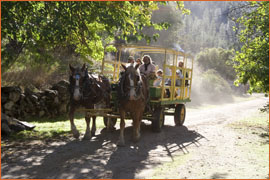Wagon Rides - Bridgeport Fall Festival