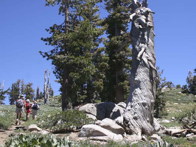 Monument to a Tree