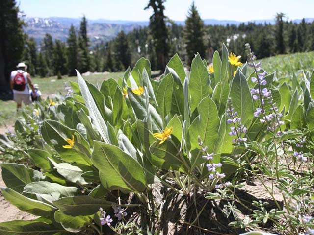 Mule's Ears and Lupine