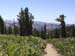 Meadows Pines and Peaks
